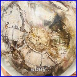 65.37LB Large Natural Fossil Petrified Wood Sphere Crystal Mineral Healing