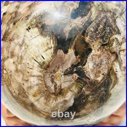 65.37LB Large Natural Fossil Petrified Wood Sphere Crystal Mineral Healing