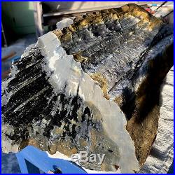 65lb! Rare Gem GIGANTIC TOP Petrified Wood Raw Fossil Crystal Log Specimen NC