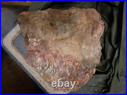 69 Lb Petrified Wood Agatized Rainbow Coloration Nice Natural Piece Ancient Wood