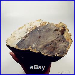 6.02 2985g Polished PETRIFIED WOOD BRANCH Fossil Madagascar A1604