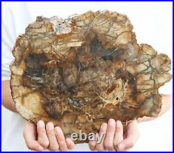 6.15lb POLISHED PETRIFIED WOOD FOSSIL AGATE Crystal SLICE DISPLAY Madagascar