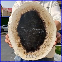 6.26LB Natural Petrified Wood Slab Fossilized Wood Slice Crystal Gem Specimen