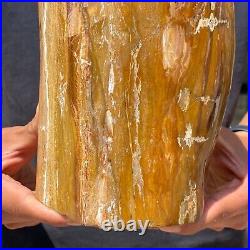 6.31LB Large Natural Petrified Wood Fossil Crystal Specimens Stone Reiki Healing