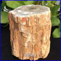 6.39lb Natural Petrified Wood Fossil Crystal Polished Slice Madagascar