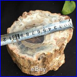 6.39lb Natural Petrified Wood Fossil Crystal Polished Slice Madagascar