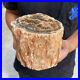 6_3lb_Rare_Natural_petrified_wood_rough_Wood_fossil_mineral_specimen_healing_01_gy