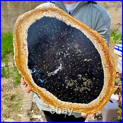 6.50LB Large Natural Petrified Wood Crystal Fossil Slice Shape Specimen Healing