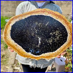 6.50LB Large Natural Petrified Wood Crystal Fossil Slice Shape Specimen Healing