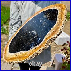 6.50LB Large Natural Petrified Wood Crystal Fossil Slice Shape Specimen Healing