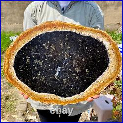 6.50LB Large Natural Petrified Wood Crystal Fossil Slice Shape Specimen Healing