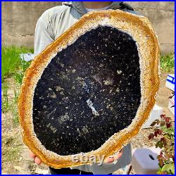 6.50LB Large Natural Petrified Wood Crystal Fossil Slice Shape Specimen Healing