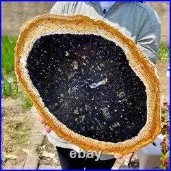 6.50LB Large Natural Petrified Wood Crystal Fossil Slice Shape Specimen Healing