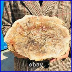 6.66LB Natural Petrified Wood Specimen Slab Fossil Polished Rock Madagascar 607