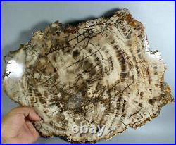 6.76lb POLISHED PETRIFIED WOOD FOSSIL AGATE Crystal SLICE DISPLAY Madagascar