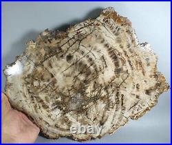 6.76lb POLISHED PETRIFIED WOOD FOSSIL AGATE Crystal SLICE DISPLAY Madagascar