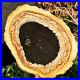 6_7LB_Large_Natural_Petrified_Wood_Crystal_Fossil_Slice_Shape_Specimen_Healing_01_hj