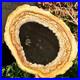 6_7LB_Large_Natural_Petrified_Wood_Crystal_Fossil_Slice_Shape_Specimen_Healing_01_xuxm