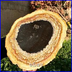 6.7LB Large Natural Petrified Wood Crystal Fossil Slice Shape Specimen Healing