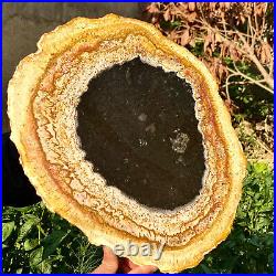 6.7LB Large Natural Petrified Wood Crystal Fossil Slice Shape Specimen Healing