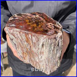 6.7LB Rare RED Natural petrified wood rough Wood fossil mineral specimen healing