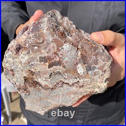 6.7LB Rare RED Natural petrified wood rough Wood fossil mineral specimen healing
