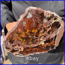6.7LB Rare RED Natural petrified wood rough Wood fossil mineral specimen healing