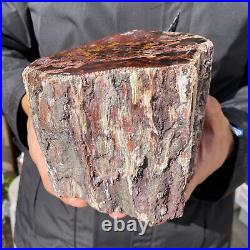 6.7LB Rare RED Natural petrified wood rough Wood fossil mineral specimen healing