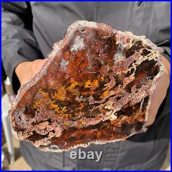 6.7LB Rare RED Natural petrified wood rough Wood fossil mineral specimen healing