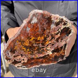 6.7LB Rare RED Natural petrified wood rough Wood fossil mineral specimen healing