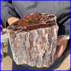 6.7LB Rare RED Natural petrified wood rough Wood fossil mineral specimen healing