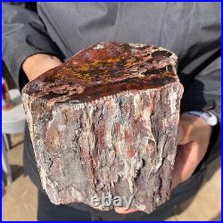 6.7LB Rare RED Natural petrified wood rough Wood fossil mineral specimen healing