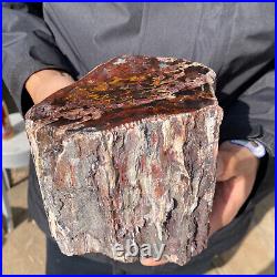 6.7LB Rare RED Natural petrified wood rough Wood fossil mineral specimen healing