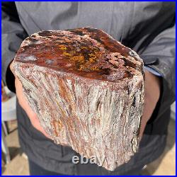 6.7LB Rare RED Natural petrified wood rough Wood fossil mineral specimen healing