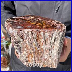 6.7LB Rare RED Natural petrified wood rough Wood fossil mineral specimen healing