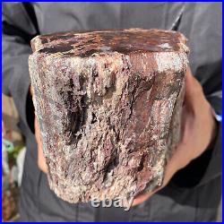 6.7LB Rare RED Natural petrified wood rough Wood fossil mineral specimen healing