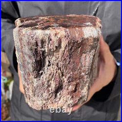 6.7LB Rare RED Natural petrified wood rough Wood fossil mineral specimen healing