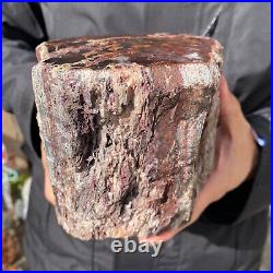 6.7LB Rare RED Natural petrified wood rough Wood fossil mineral specimen healing