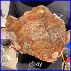 6.7LB Rare red Natural petrified wood rough Wood fossil mineral specimen healing