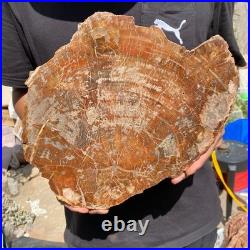 6.7LB Rare red Natural petrified wood rough Wood fossil mineral specimen healing