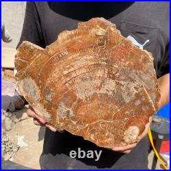 6.7LB Rare red Natural petrified wood rough Wood fossil mineral specimen healing