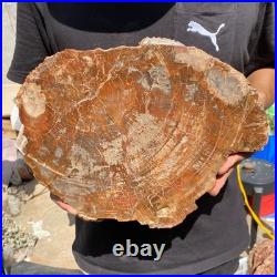 6.7LB Rare red Natural petrified wood rough Wood fossil mineral specimen healing