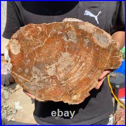 6.7LB Rare red Natural petrified wood rough Wood fossil mineral specimen healing