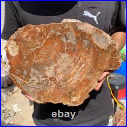6.7LB Rare red Natural petrified wood rough Wood fossil mineral specimen healing