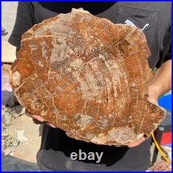 6.7LB Rare red Natural petrified wood rough Wood fossil mineral specimen healing