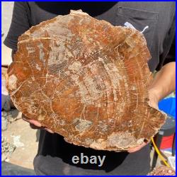 6.7LB Rare red Natural petrified wood rough Wood fossil mineral specimen healing