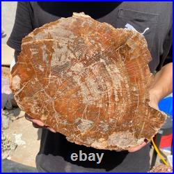6.7LB Rare red Natural petrified wood rough Wood fossil mineral specimen healing