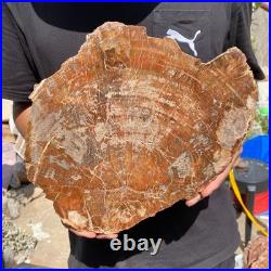 6.7LB Rare red Natural petrified wood rough Wood fossil mineral specimen healing