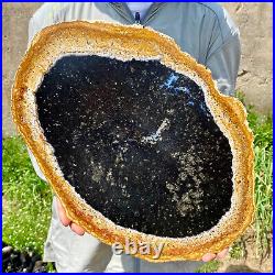 6.83LB Large Natural Petrified Wood Crystal Fossil Slice Shape Specimen Healing