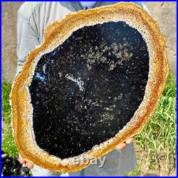 6.83LB Large Natural Petrified Wood Crystal Fossil Slice Shape Specimen Healing